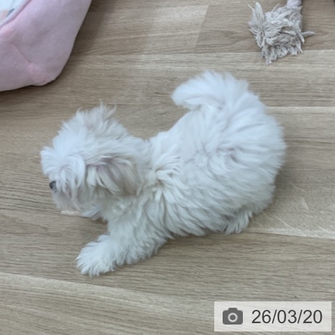 愛知県のマルチーズ (ペットプラス 熱田店/2026年1月3日生まれ/男の子/ホワイト)の子犬の4枚目の画像