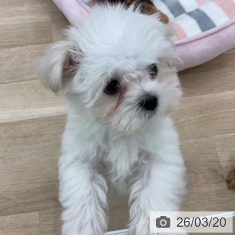 愛知県のマルチーズ (ペットプラス 熱田店/2026年1月3日生まれ/男の子/ホワイト)の子犬の3枚目の画像