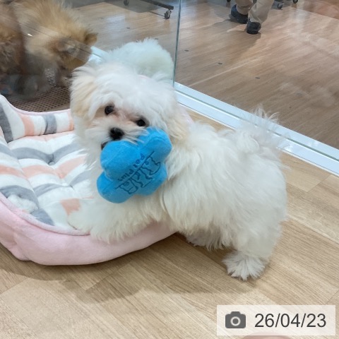 愛知県のマルチーズ (ペットプラス 熱田店/2026年1月3日生まれ/男の子/ホワイト)の子犬の3枚目の画像