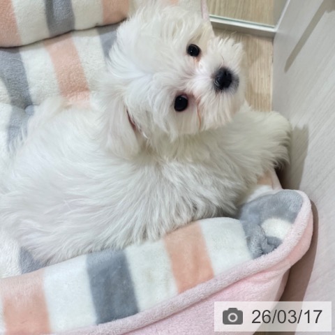 マルチーズの写真