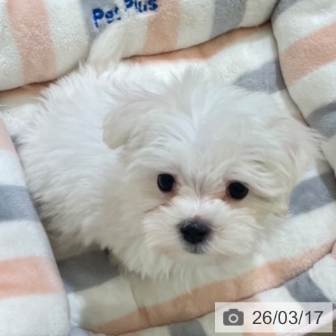 マルチーズの写真