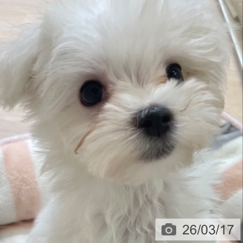 マルチーズの写真