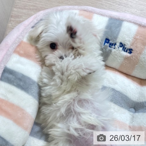 マルチーズの写真