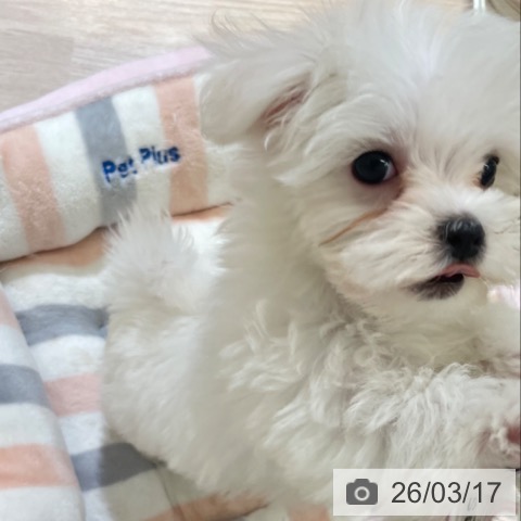 マルチーズの写真