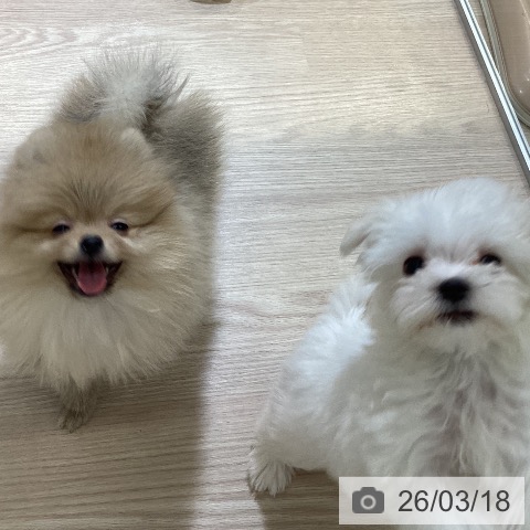 マルチーズの写真