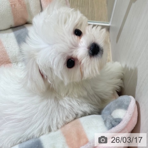 マルチーズの写真