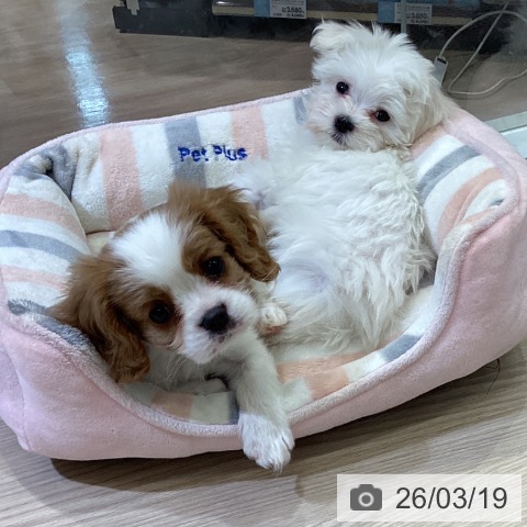 マルチーズの写真