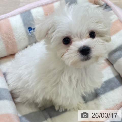 マルチーズの写真