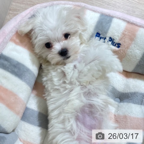 富山県のマルチーズ (ペットプラス 高岡店/2026年1月3日生まれ/女の子/ホワイト)の子犬の4枚目の画像
