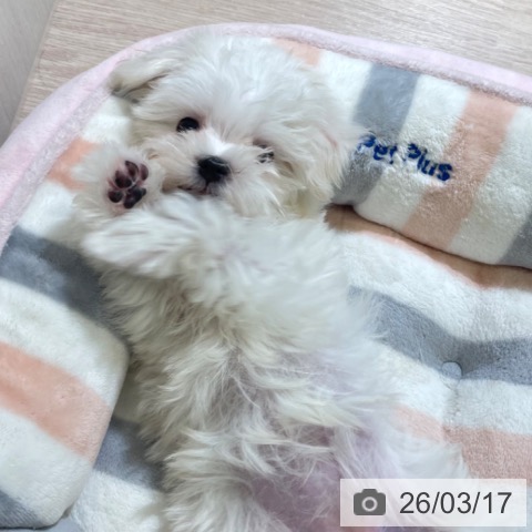 富山県のマルチーズ (ペットプラス 高岡店/2026年1月3日生まれ/女の子/ホワイト)の子犬の3枚目の画像