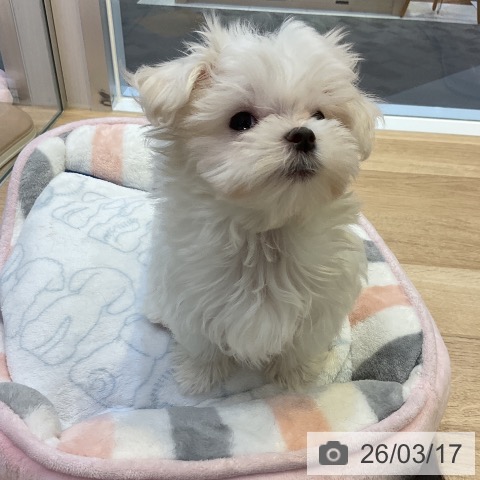 愛知県のマルチーズ (ペットプラス 岡崎店/2026年1月3日生まれ/女の子/ホワイト)の子犬の4枚目の画像