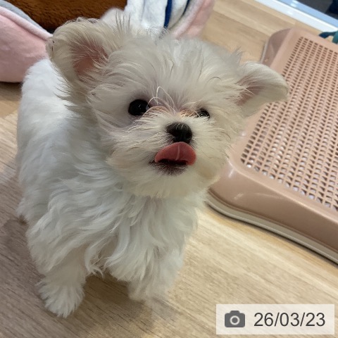 愛知県のマルチーズ (ペットプラス 岡崎店/2026年1月3日生まれ/女の子/ホワイト)の子犬の3枚目の画像