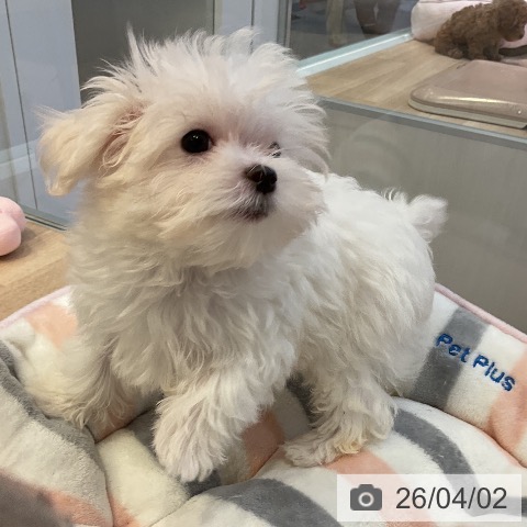 愛知県のマルチーズ (ペットプラス 岡崎店/2026年1月3日生まれ/女の子/ホワイト)の子犬の3枚目の画像