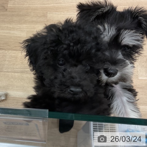 愛知県のトイプードル(トイ) (ペットプラス 東浦店/2026年1月9日生まれ/男の子/ブラック)の子犬の4枚目の画像