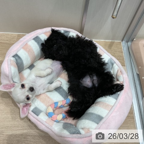 愛知県のトイプードル(トイ) (ペットプラス 東浦店/2026年1月9日生まれ/男の子/ブラック)の子犬の3枚目の画像