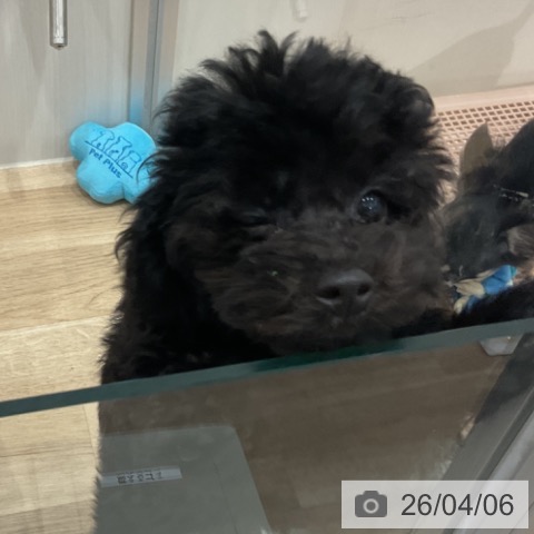 愛知県のトイプードル(トイ) (ペットプラス 東浦店/2026年1月9日生まれ/男の子/ブラック)の子犬の3枚目の画像