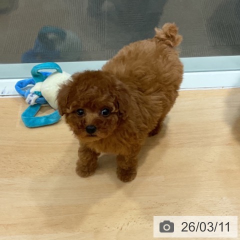 トイ・プードルの写真