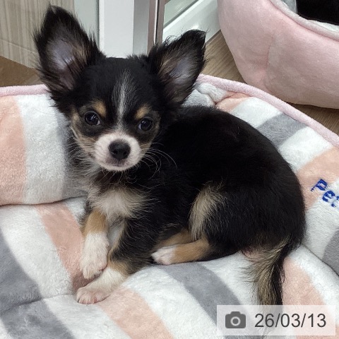 石川県のチワワ(ロング) (ペットプラス かほく店/2026年1月5日生まれ/女の子/ブラックタンホワイト)の子犬の4枚目の画像