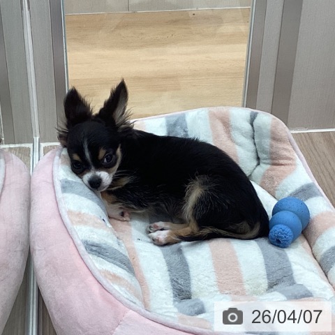 石川県のチワワ(ロング) (ペットプラス かほく店/2026年1月5日生まれ/女の子/ブラックタンホワイト)の子犬の3枚目の画像