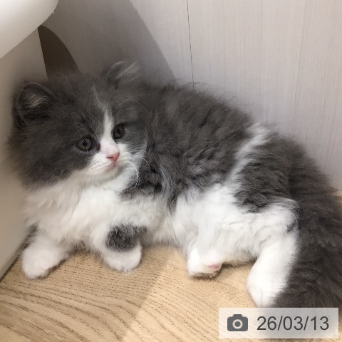 岐阜県のスコティッシュフォールド (ペットプラス 各務原店/2026年1月7日生まれ/男の子/ブルーホワイト)の子猫の4枚目の画像