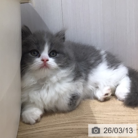 岐阜県のスコティッシュフォールド (ペットプラス 各務原店/2026年1月7日生まれ/男の子/ブルーホワイト)の子猫の3枚目の画像