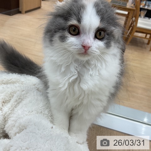 スコティッシュフォールドの写真