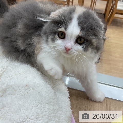 スコティッシュフォールドの写真