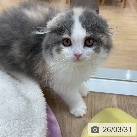 スコティッシュフォールドの写真