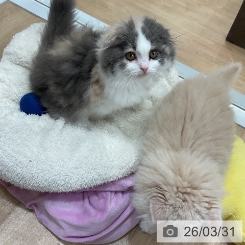 スコティッシュフォールドの写真