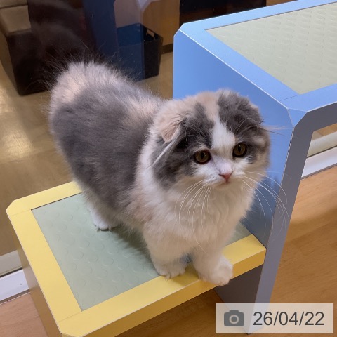 スコティッシュフォールドの写真