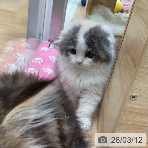 スコティッシュフォールドの写真