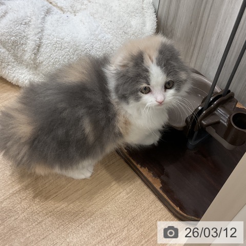 スコティッシュフォールドの写真