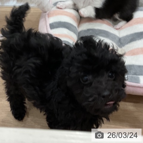 愛知県のトイプードル(トイ) (ペットプラス 東浦店/2026年1月2日生まれ/男の子/ブラック)の子犬の4枚目の画像