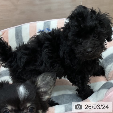 愛知県のトイプードル(トイ) (ペットプラス 東浦店/2026年1月2日生まれ/男の子/ブラック)の子犬の3枚目の画像