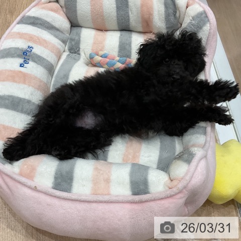 愛知県のトイプードル(トイ) (ペットプラス 東浦店/2026年1月2日生まれ/男の子/ブラック)の子犬の3枚目の画像
