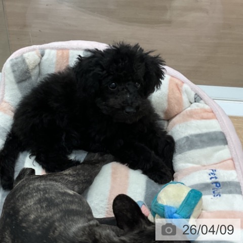 愛知県のトイプードル(トイ) (ペットプラス 東浦店/2026年1月2日生まれ/男の子/ブラック)の子犬の3枚目の画像