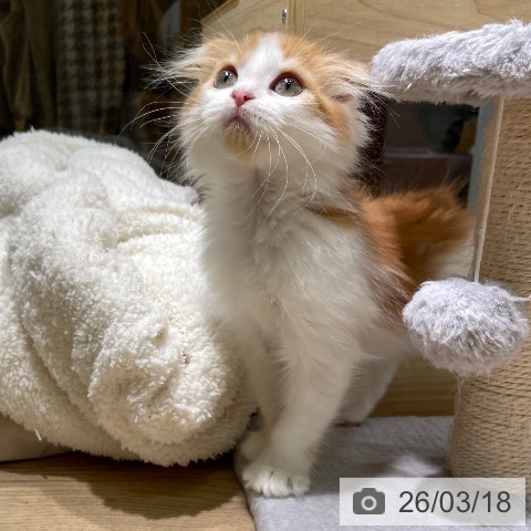 スコティッシュフォールドの写真