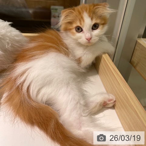 スコティッシュフォールドの写真