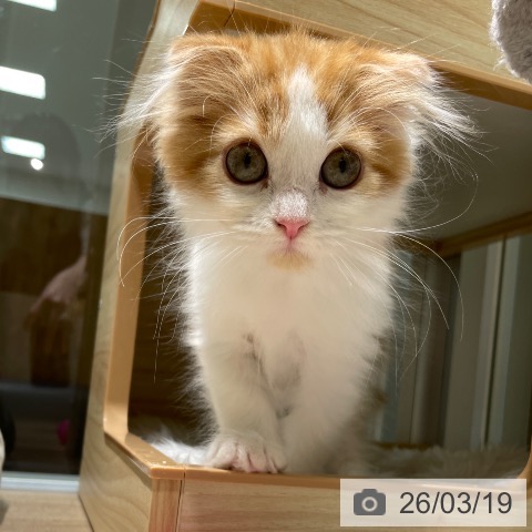 スコティッシュフォールドの写真