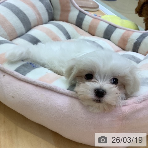 愛知県のマルチーズ (ペットプラス 三好店/2026年1月11日生まれ/男の子/ホワイト)の子犬の4枚目の画像