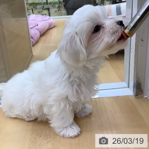 愛知県のマルチーズ (ペットプラス 三好店/2026年1月11日生まれ/男の子/ホワイト)の子犬の3枚目の画像