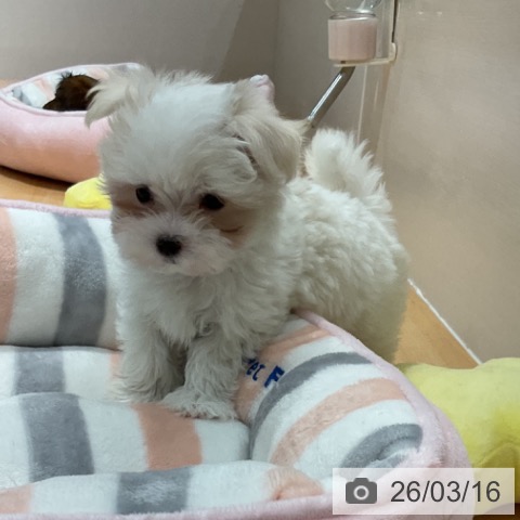 マルチーズの写真