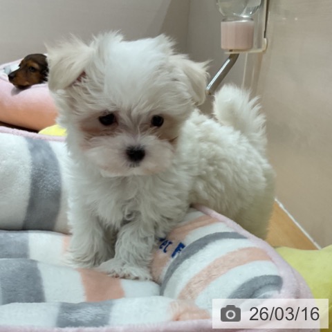 マルチーズの写真