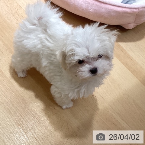 石川県のマルチーズ (ペットプラス 新小松店/2026年1月11日生まれ/男の子/ホワイト)の子犬の3枚目の画像