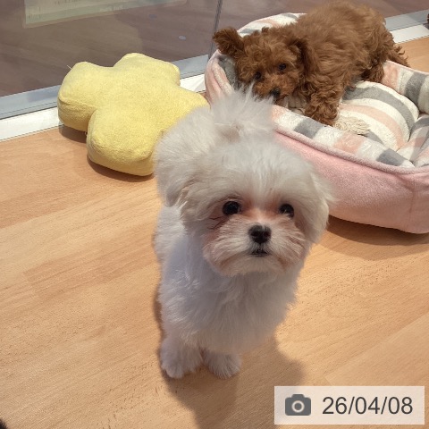 三重県のマルチーズ (ペットプラス 東員店/2026年1月11日生まれ/女の子/ホワイト)の子犬の3枚目の画像