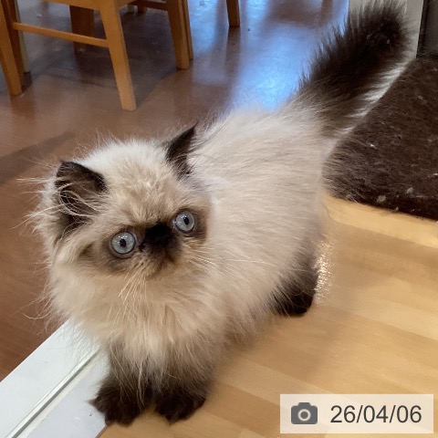 愛知県のヒマラヤン (ペットプラス イオンモール長久手店/2026年1月11日生まれ/男の子/シールポイント)の子猫の4枚目の画像