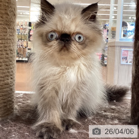 愛知県のヒマラヤン (ペットプラス イオンモール長久手店/2026年1月11日生まれ/男の子/シールポイント)の子猫の3枚目の画像