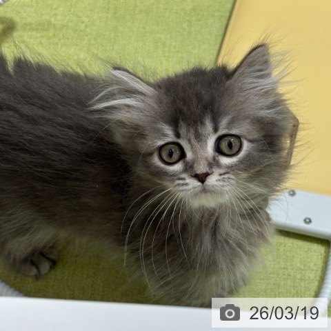 石川県のミヌエット (ペットプラス 白山店/2026年1月2日生まれ/女の子/ブルータビー)の子猫の4枚目の画像