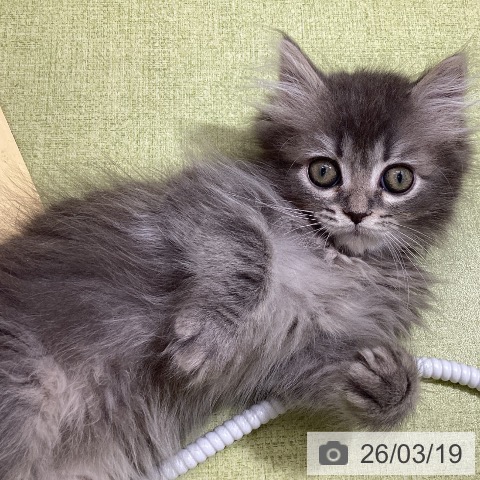 石川県のミヌエット (ペットプラス 白山店/2026年1月2日生まれ/女の子/ブルータビー)の子猫の3枚目の画像