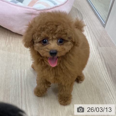 トイ・プードルの写真